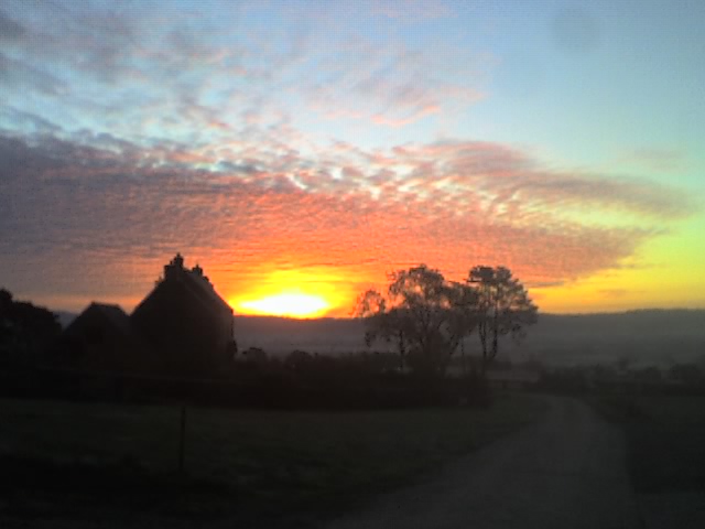 Sunrose on a frosty morning.
